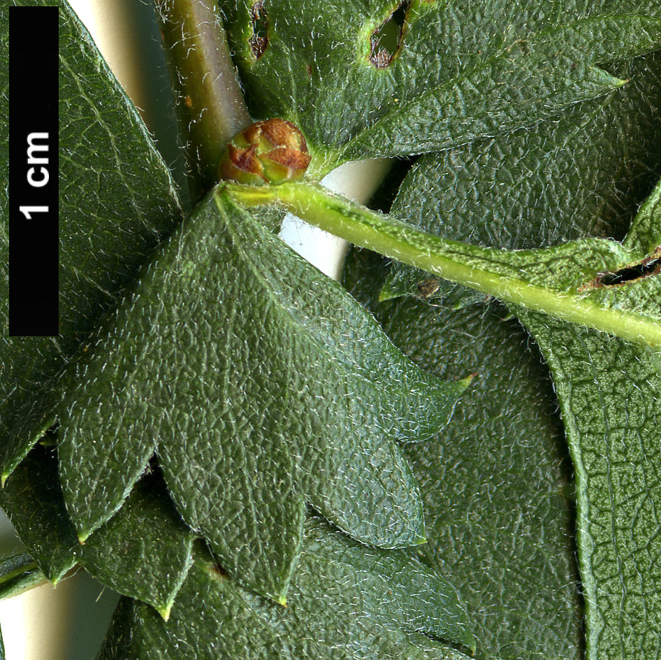 High resolution image: Family: Rosaceae - Genus: Crataegus - Taxon: azarolus - SpeciesSub: var. pontica